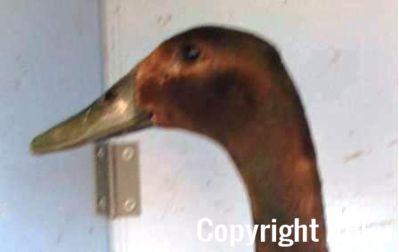 khaki_campbell_-_young_drake_-_head_-_the_spotted_egg__2_.jpg