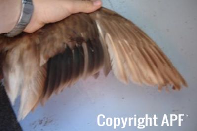 khaki_campbell_-_young_drake_-_wing_-_the_spotted_egg.jpg