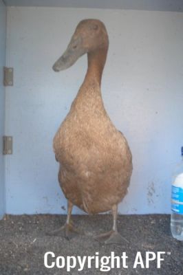 khaki_campbell_-_young_duck_-_front_-_the_spotted_egg.jpg