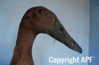 khaki_campbell_-_young_duck_-_head_-_the_spotted_egg.jpg