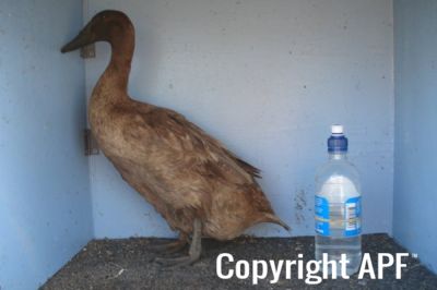 khaki_campbell_-_young_duck_-_left_-_the_spotted_egg.jpg