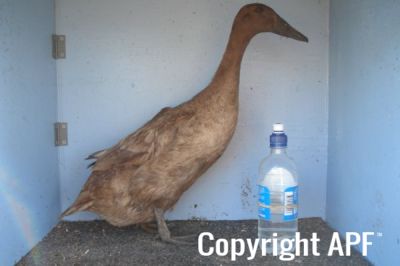 khaki_campbell_-_young_duck_-_right_-_the_spotted_egg.jpg