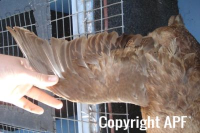 khaki_campbell_-_young_duck_-_wing_-_the_spotted_egg__2_.jpg