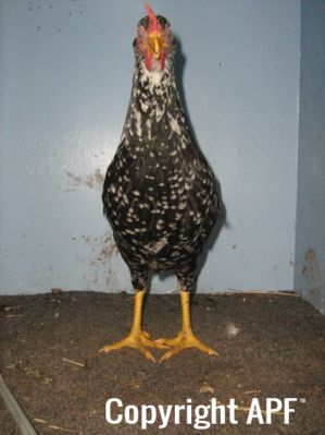 large_ancona_pullet_-_front_-_the_spotted_egg__2_.jpg