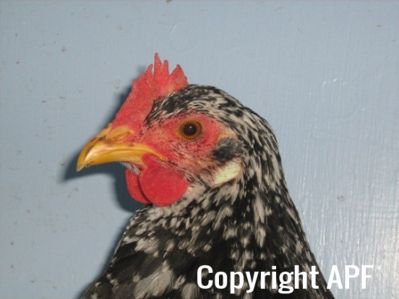 large_ancona_pullet_-_head_-_the_spotted_egg__2_.jpg
