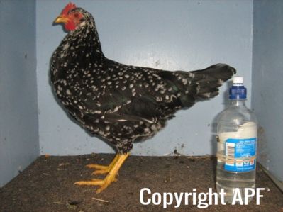 large_ancona_pullet_-_left_-_the_spotted_egg__2_.jpg