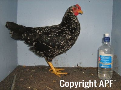 large_ancona_pullet_-_right_-_the_spotted_egg__2_.jpg