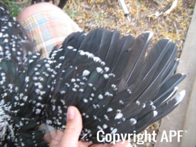 large_ancona_pullet_-_wing_-_the_spotted_egg__2_.jpg