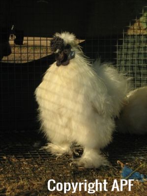 large_silkie_-_white_cock_-_the_spotted_egg__the_murphy_family__-_front__2_.jpg
