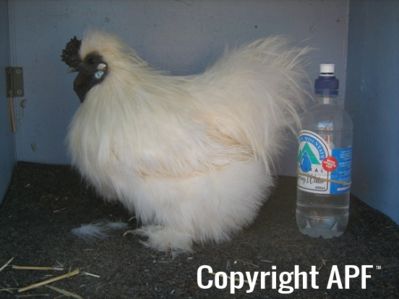 large_silkie_-_white_cock_-_the_spotted_egg__the_murphy_family__-_left__2_.jpg
