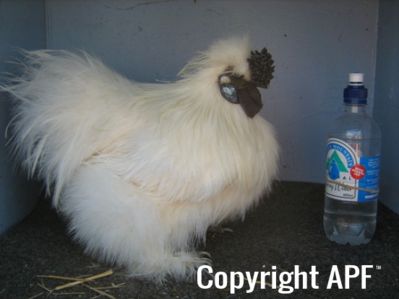large_silkie_-_white_cock_-_the_spotted_egg__the_murphy_family__-_right__2_.jpg
