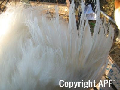 large_silkie_-_white_cock_-_the_spotted_egg__the_murphy_family__-_wing__2_.jpg