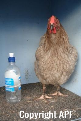 large_wyandotte_-_blue_pullet_-_front__2_.jpg