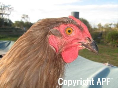 large_wyandotte_-_blue_pullet_-_head__2_.jpg