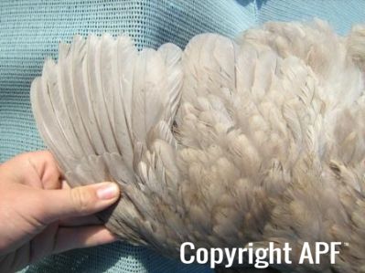 large_wyandotte_-_blue_pullet_-_wing__2_.jpg