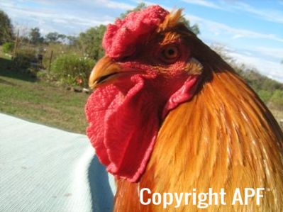 large_wyandotte_-_partridge_cock_-_head__2_.jpg