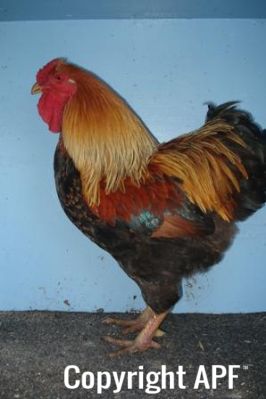 large_wyandotte_-_partridge_cock_-_left__2_.jpg