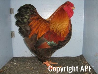 large_wyandotte_-_partridge_cock_-_right.jpg