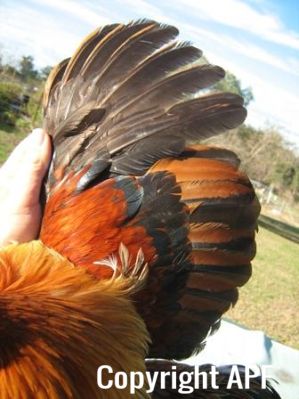 large_wyandotte_-_partridge_cock_-_wing__2_.jpg