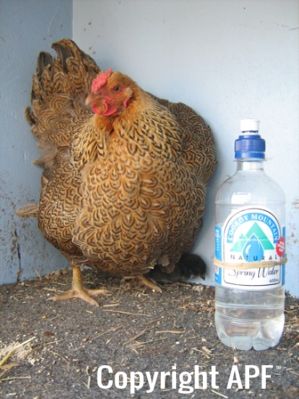 large_wyandotte_-_partridge_hen_-_front_-_the_spotted_egg__2_.jpg