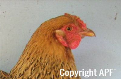 large_wyandotte_-_partridge_hen_-_head_-_the_spotted_egg__2_.jpg