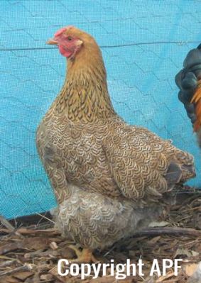 large_wyandotte_-_partridge_hen_-_left_-_the_spotted_egg__2_.jpg