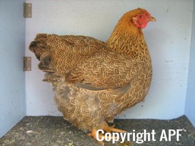 large_wyandotte_-_partridge_hen_-_right_-_the_spotted_egg.jpg
