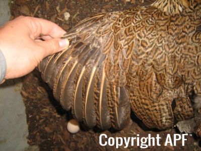 large_wyandotte_-_partridge_hen_-_wing_-_the_spotted_egg__2_.jpg
