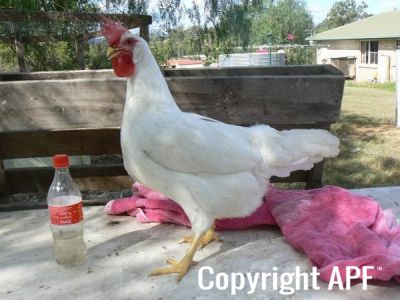 leghorn.jpg