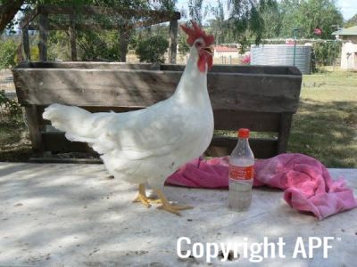leghorn2.jpg