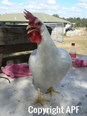 leghorn3.jpg