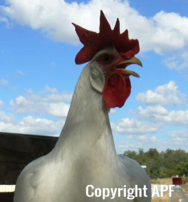 leghorn4.jpg