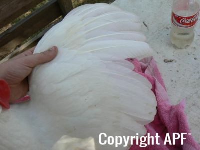 leghorn_5.jpg