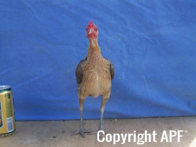 modern_hen1_front_.jpg