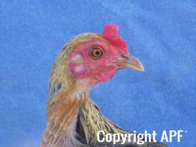 modern_hen1_head_.jpg