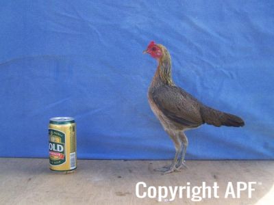 modern_hen1_side_.jpg
