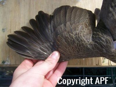 modern_hen1_wing_.jpg