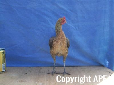 modern_hen2_front_.jpg