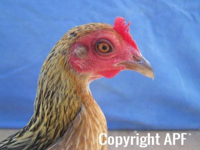 modern_hen2_head_.jpg