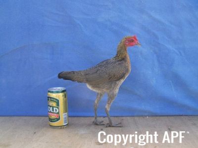 modern_hen2_side_.jpg