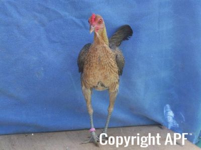 modern_hen3_front_.jpg