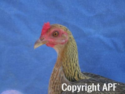 modern_hen3_head_.jpg