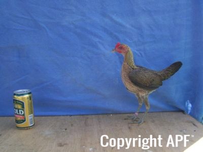 modern_hen3_side_.jpg