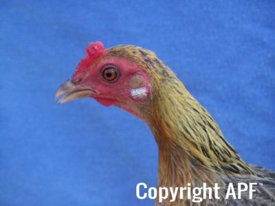 modern_hen4_head_.jpg