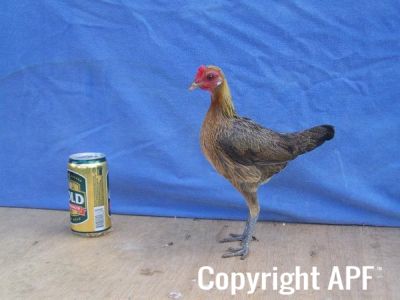 modern_hen4_side_.jpg