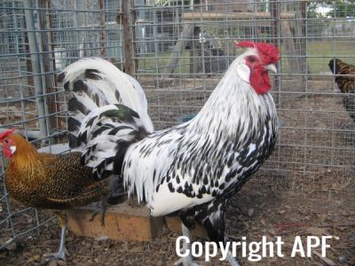new_farm_park_107.jpg