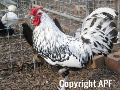 new_farm_park_110.jpg