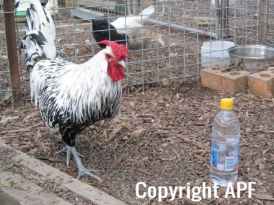 new_farm_park_115.jpg
