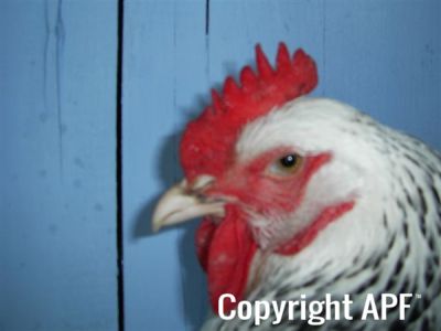 online_poultry_show_-_sussex_012.jpg