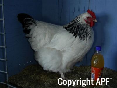 online_poultry_show_-_sussex_015.jpg